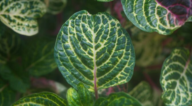 Boerhavia diffusa