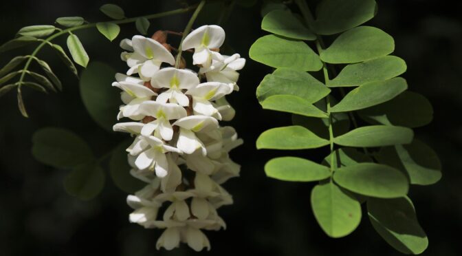acacia,