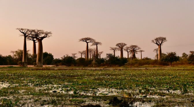 LES BIENFAITS DU BAOBAB POUR LA PEAU