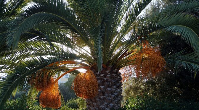 palm, dates, date palm