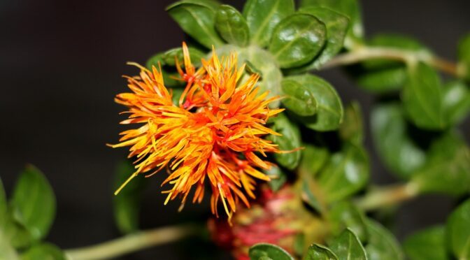 CARTHAME DES TEINTURIERS  (Carthamus tinctorius)