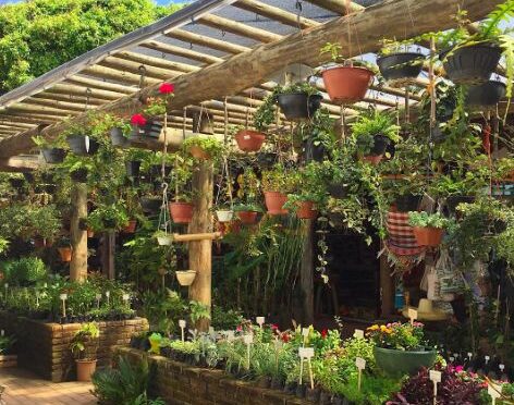 La Beauté Naturelle Par Des Plantes D’Afrique