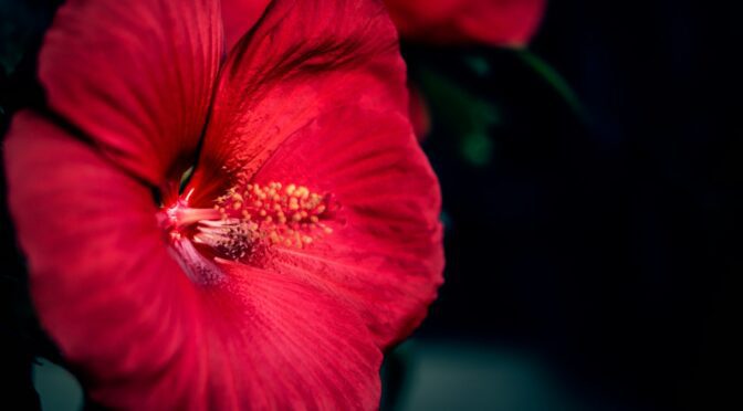 closeup photo of red Hibiscus flower