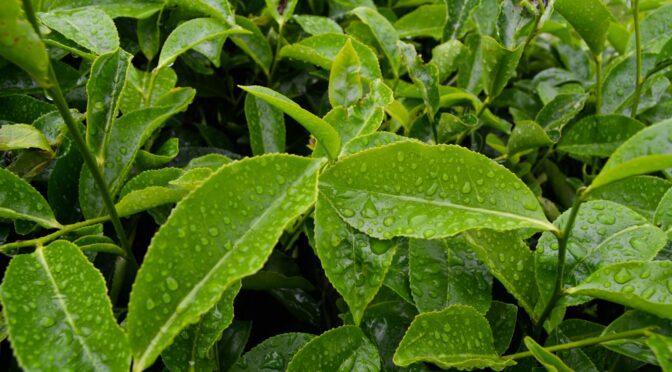 green leaves with water droplets