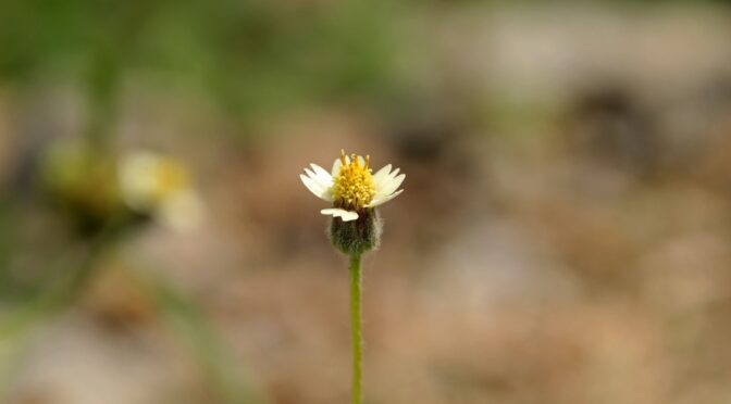 a single yellow and white flower in a field